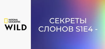 Секреты слонов S1E4 - Джунгли