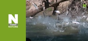 Great Lakes Untamed - Source to Sea