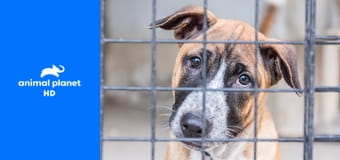 Полиция Хьюстона - отдел по защите животных S17E5 - Дыши!