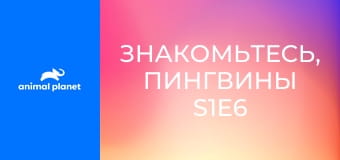 Знакомьтесь, пингвины S1E6