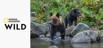 Дикие секреты Азии S1E1 - Юные и дикие