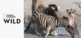 Бойцовский клуб для животных S6E1 - Кровная вражда Бойцовский клуб для животных S6E1 - Кровная вражда