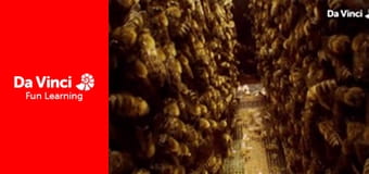 Know it All - Are Bees Colour Blind?