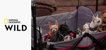 Ветпомощь для всех: Сборник S6E1