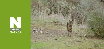 Дикі борці - Боротьба за територію