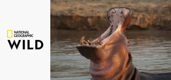 Хищники Африки S2E2 - Один в поле не воин