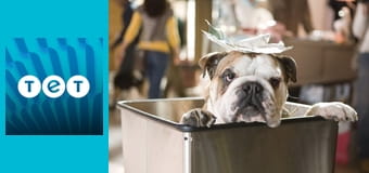 Готель для собак