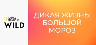 Дикая жизнь: Большой мороз - Дикая жизнь: Большой мороз