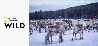 Новая дикая природа Европы S1E6 - Страна снега и льда