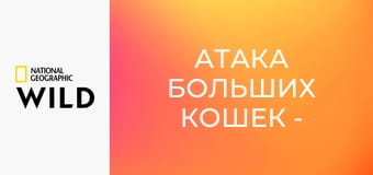 Атака больших кошек - Атака больших кошек