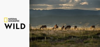 Затерянные царства Китая S1E5 - Лес золотистых обезьян