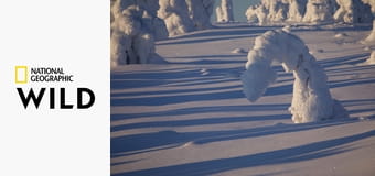 Дикая Лапландия