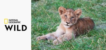 Африканские охотники S2E4 - Пропавший принц