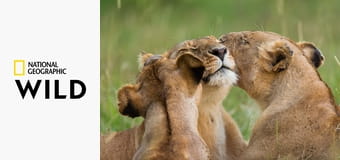 Дикие инстинкты S1E5 - Рождённый бегать