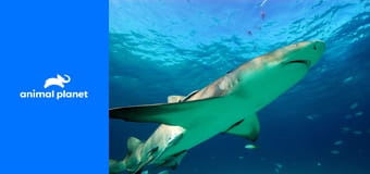 Акулы под покровом ночи