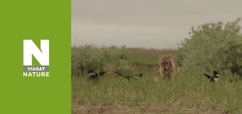 Wild Fighters - The Fight For Food