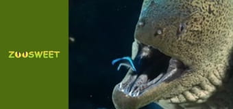 Super flair - episode 4