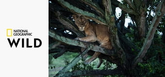 Львы на деревьях