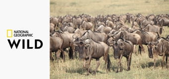 Смертельное Сафари S2E3