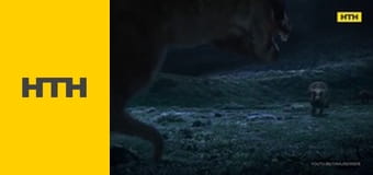 "Случайный свидетель".