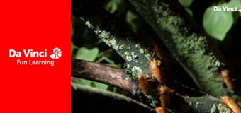 Know it All - Do Bugs Have Lucky Numbers?