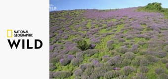 Дикая Индия