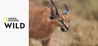 Дикая природа Южной Африки S1E3 - Убийцы Калахари