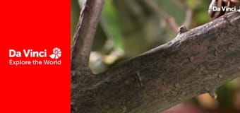 Бунтівні тварини - Захист жука-бомбардира