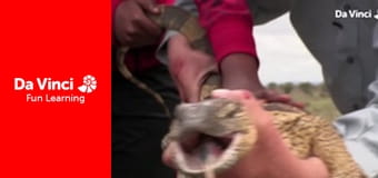 Siyaya - Come Wild With Us - Search for the Big Seven Part 2: The Big Ones Siyaya - Come Wild With Us - Search for the Big Seven Part 2: The Big Ones