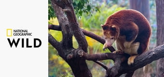 Деревья-кенгуру: Призраки леса