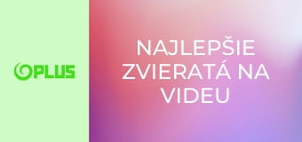 Najlepšie zvieratá na videu Najlepšie zvieratá na videu