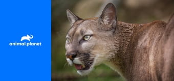 Осторожно, опасные животные S2E10 - Опасность рядом