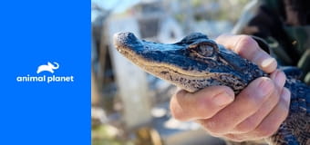 Полиция Майами: отдел по защите животных S16E4 - Предательство