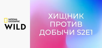 Хищник против добычи S2E1 - Полярный медведь