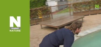 Aussie Snake Wranglers - Snake Surfers