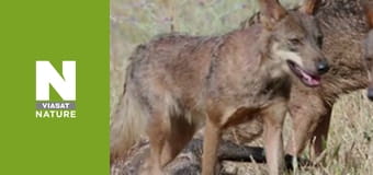 Wild Fighters - The Fight For Power Wild Fighters - The Fight For Power