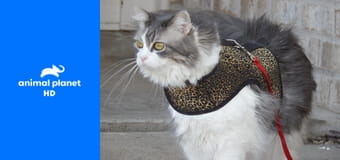 Адская кошка S5E7 - Чёрные будни мисс Дейзи