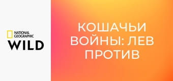 Кошачьи войны: лев против гепарда