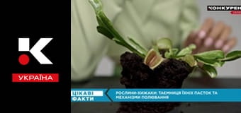 Цікаві факти.