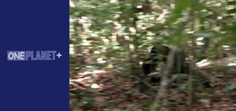 У пошуках знань. - серия 22