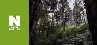 Wild Fighters - The Fight For Territory Wild Fighters - The Fight For Territory