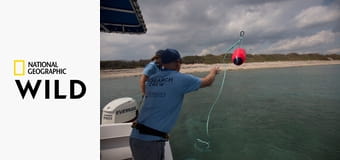 Акулы-каннибалы