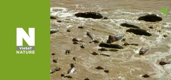 Massive Africa - Luangwa Valley