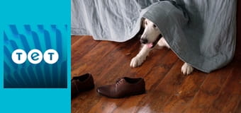 Лампо: Вірний пес