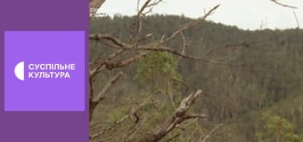 Д/с "Суперздібності тварин". "У небі".