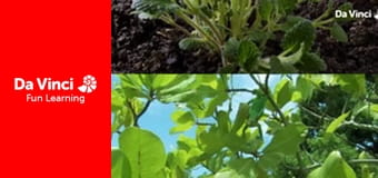 Всезнайко - Чому рослини такі зелені?