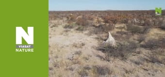 Hot Life: Africa - Wild Dogs, Tough Territory