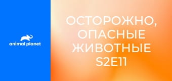 Осторожно, опасные животные S2E11 - Рождественское чудо