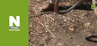 Австралийские змееловы - Змея и серферы