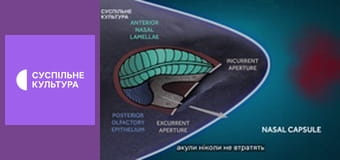 Д/с "Спецназ животного мира". "Элитные войска".